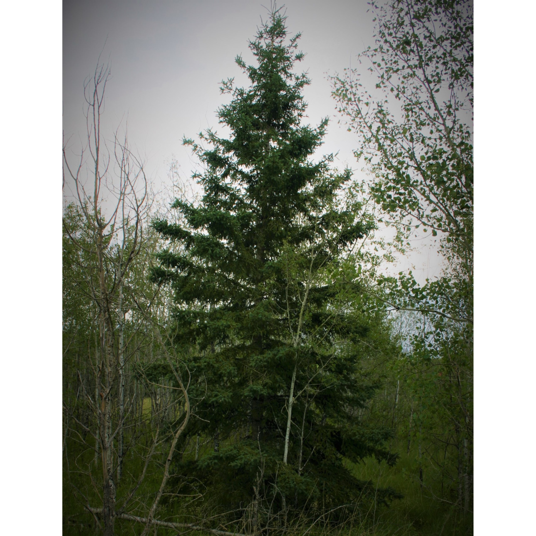 White Spruce tree growing around other kinds of trees in a wooded area.