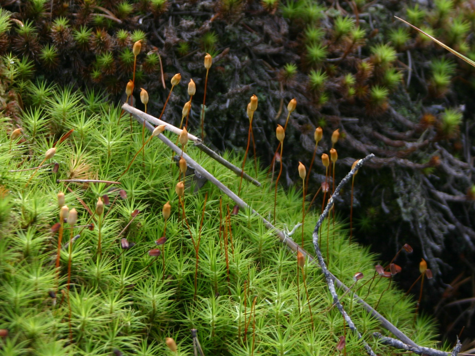 Small spores growing from the tips of fern branches.