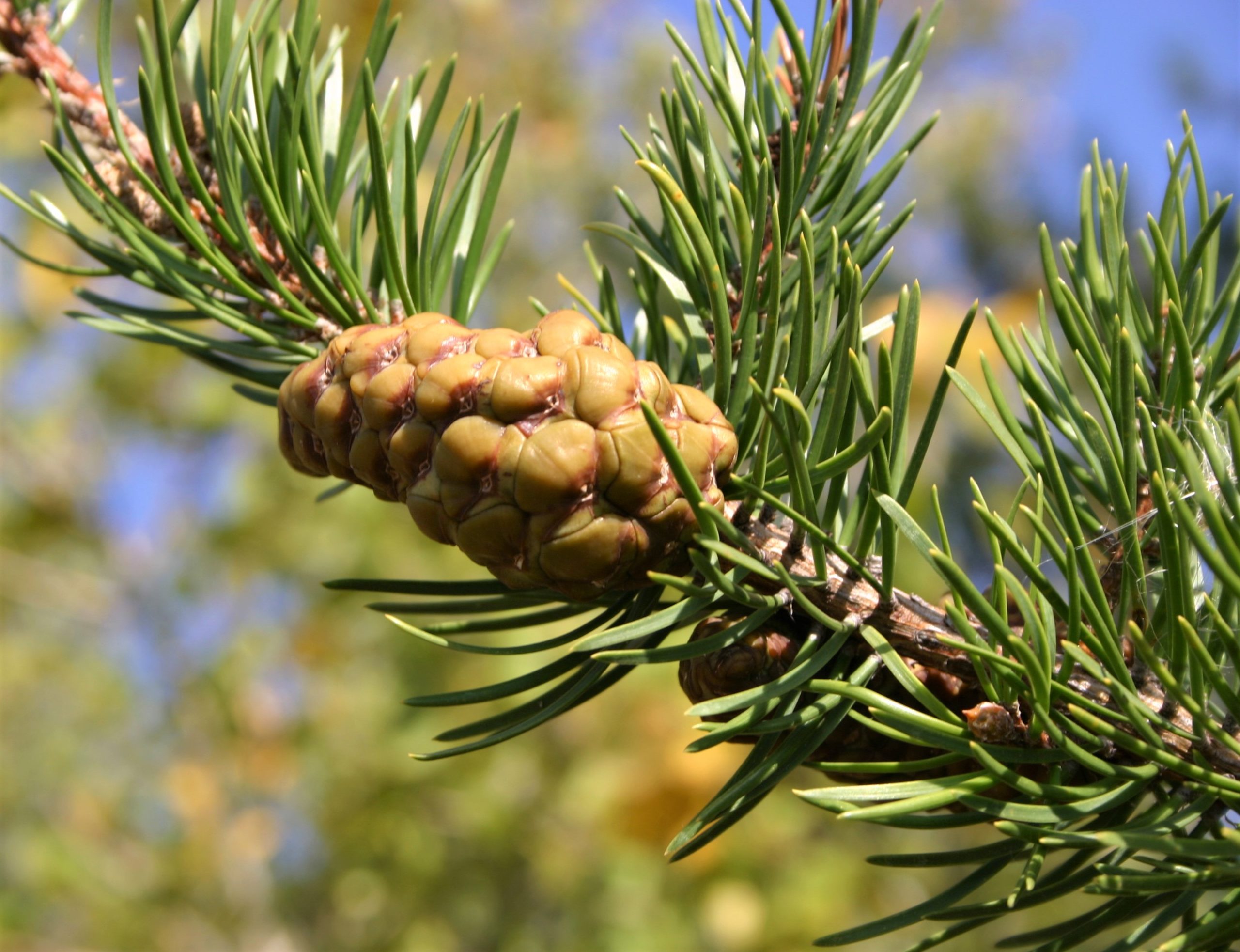 Close-up of a green-brown Jack Pine cone on a tree branch.