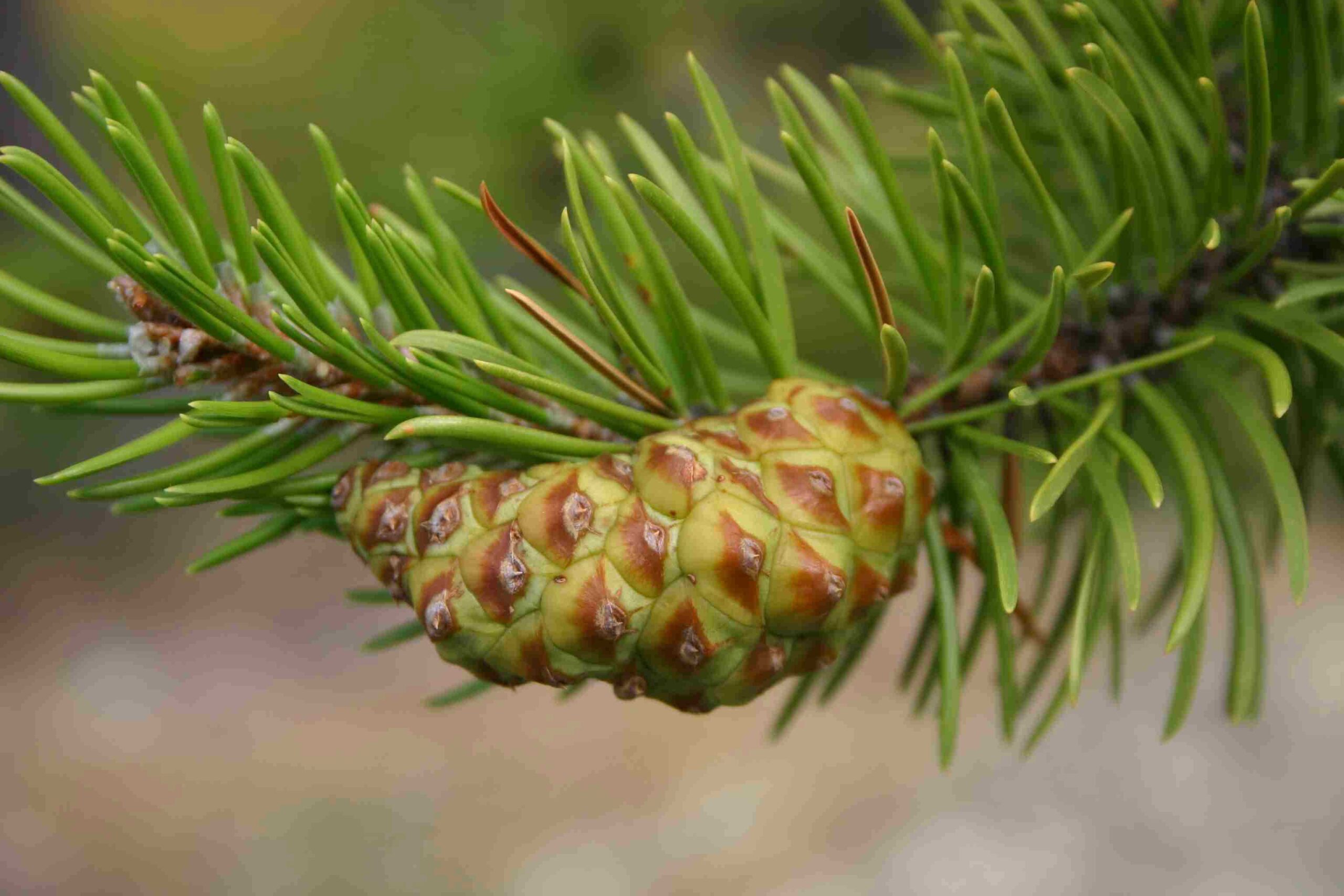 A green cone with brown tips on a conifer tree branch.