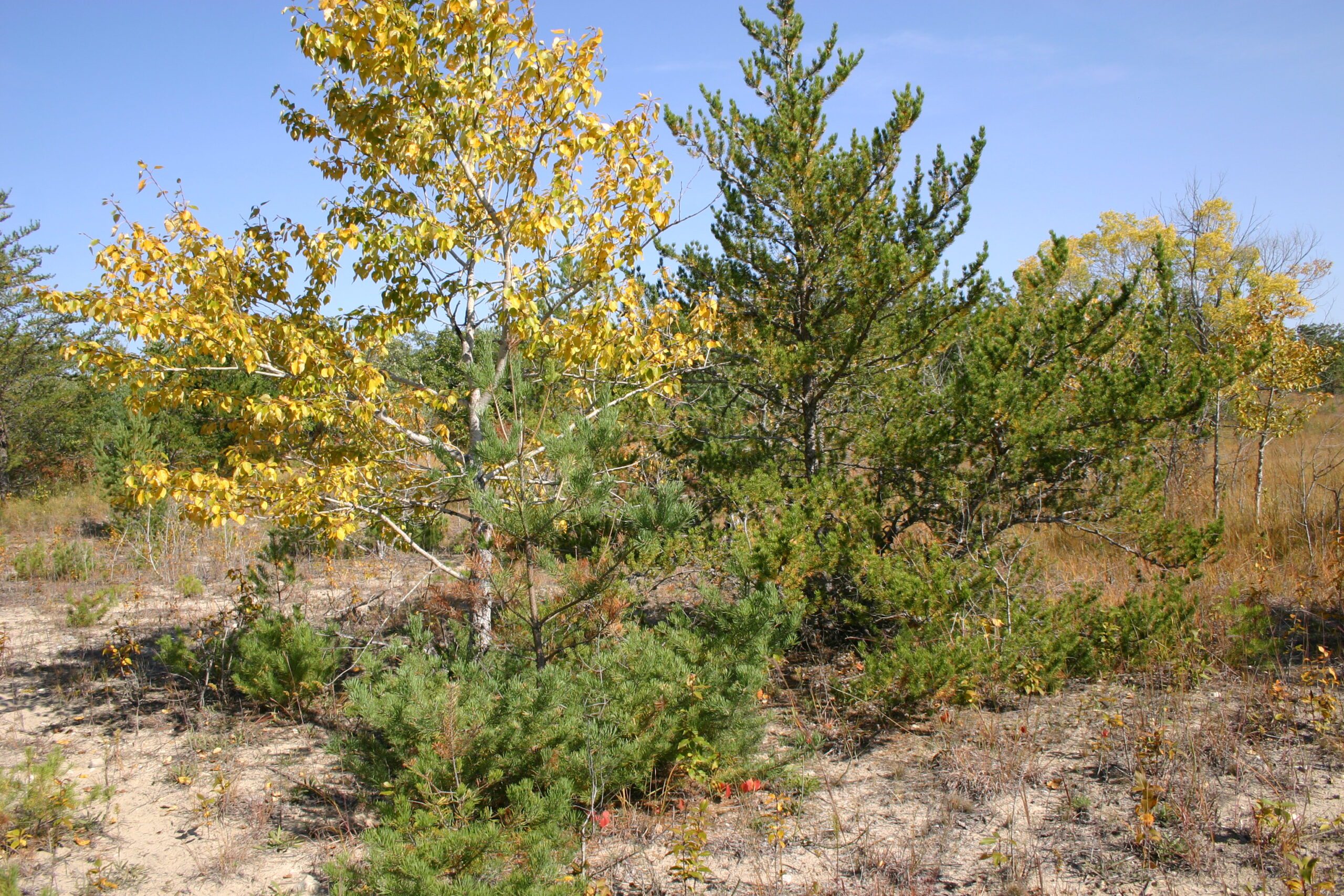 Two different looking trees growing next to each other in sandy soil. On the left is a yellow-leaves tree with light bark on the trunk. On the right is a bushy green conifer tree.