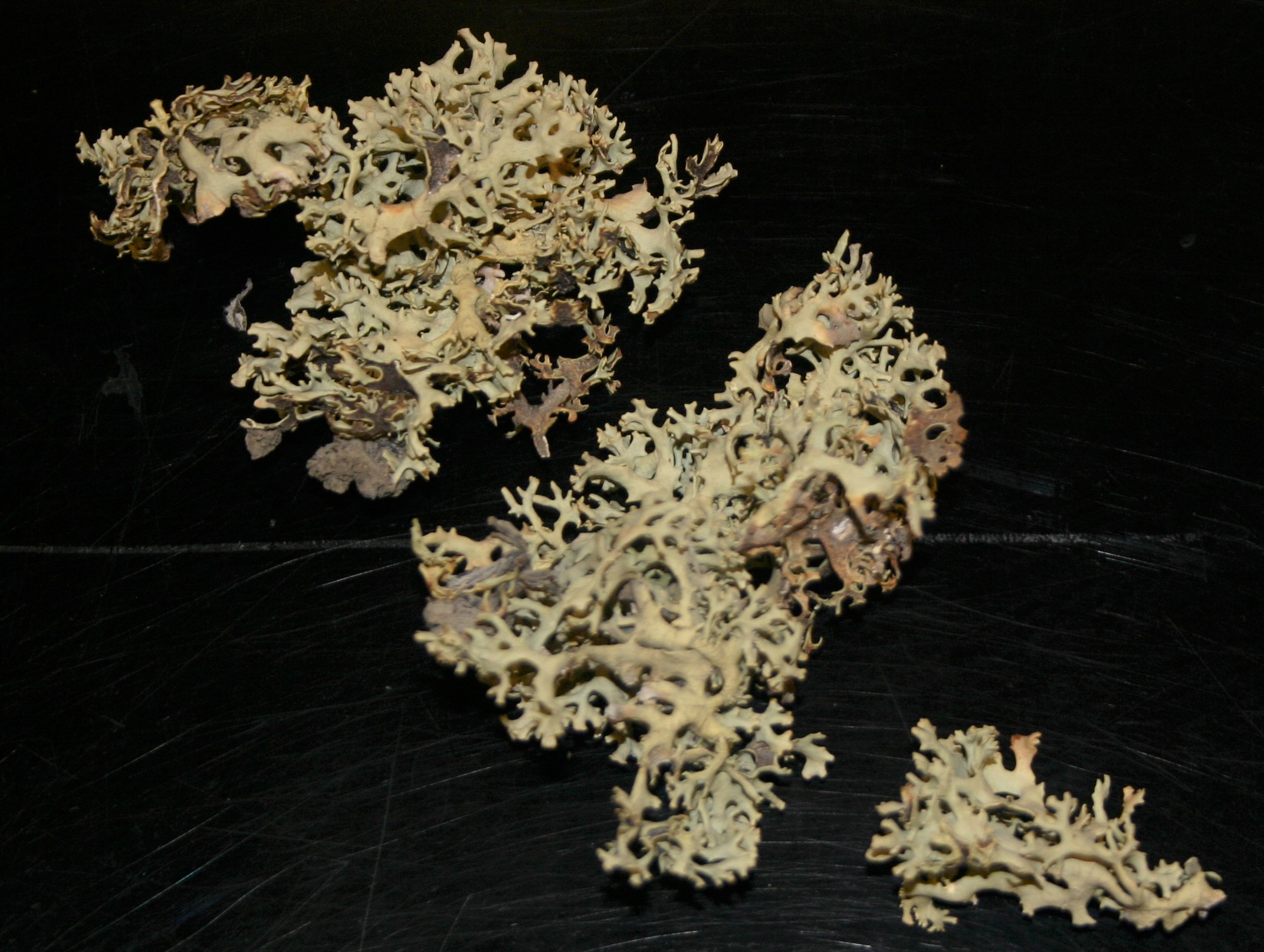 Three clumps of white0green coral-like lichen specimens on a black surface.