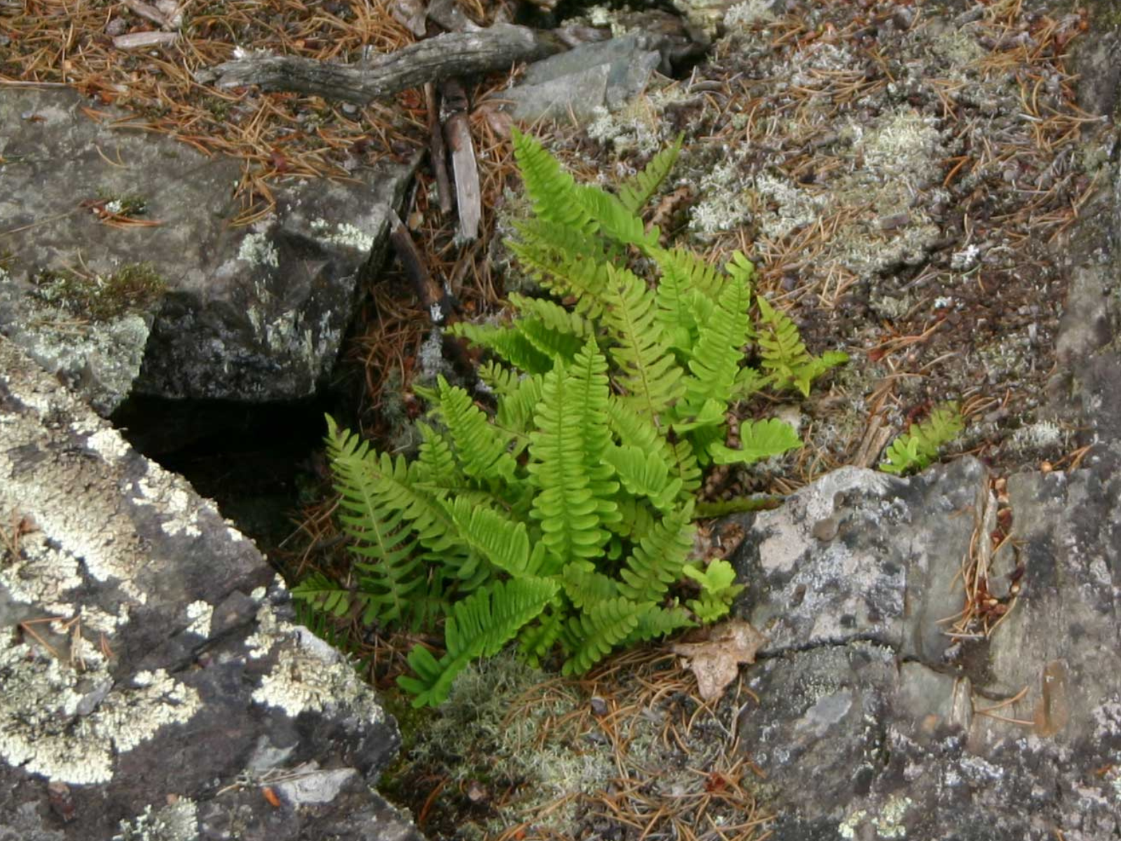 A small, green fern growing from a crevice between two rocks.