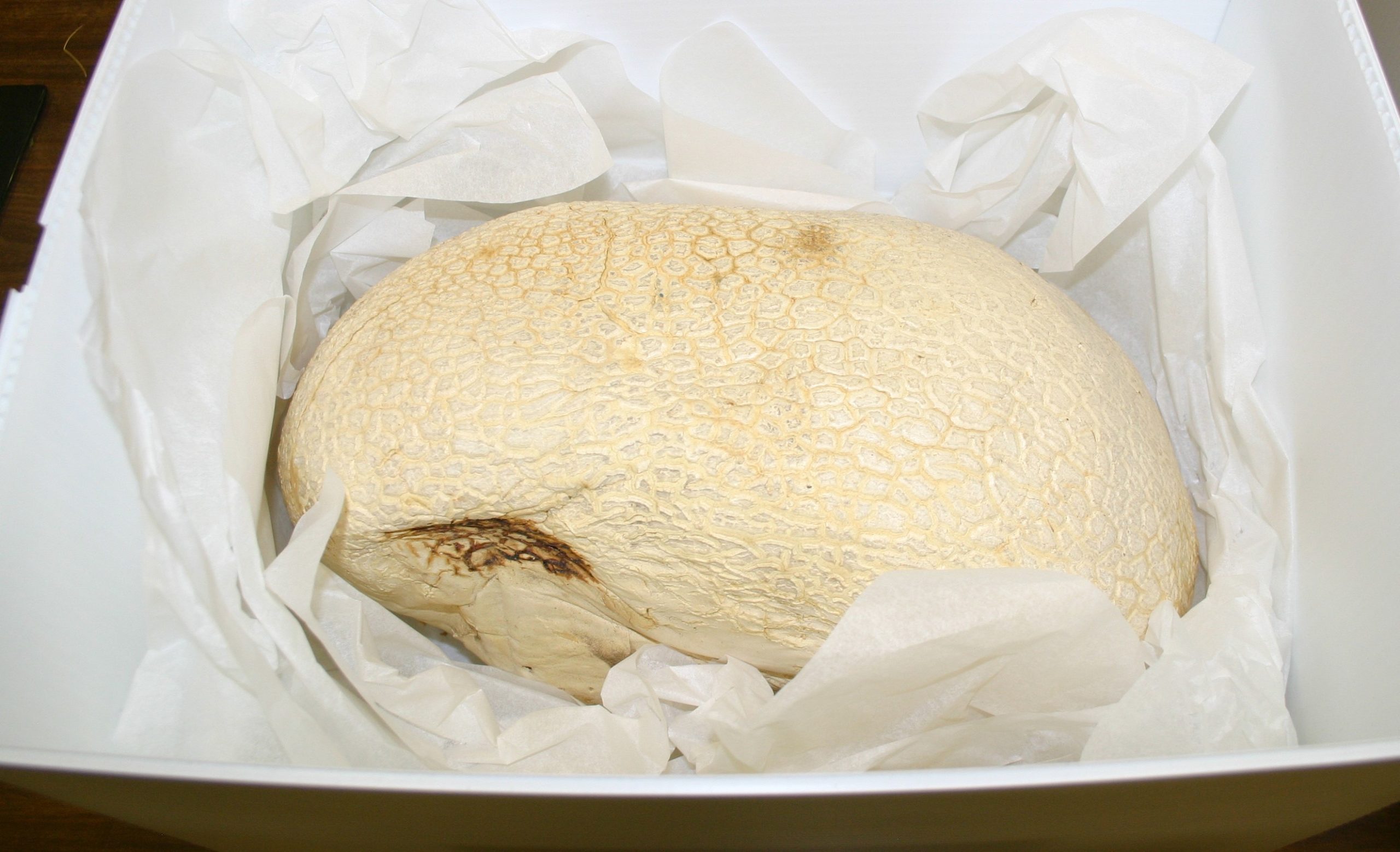 A large white, rounded mushroom carefully packed in a specimen box.
