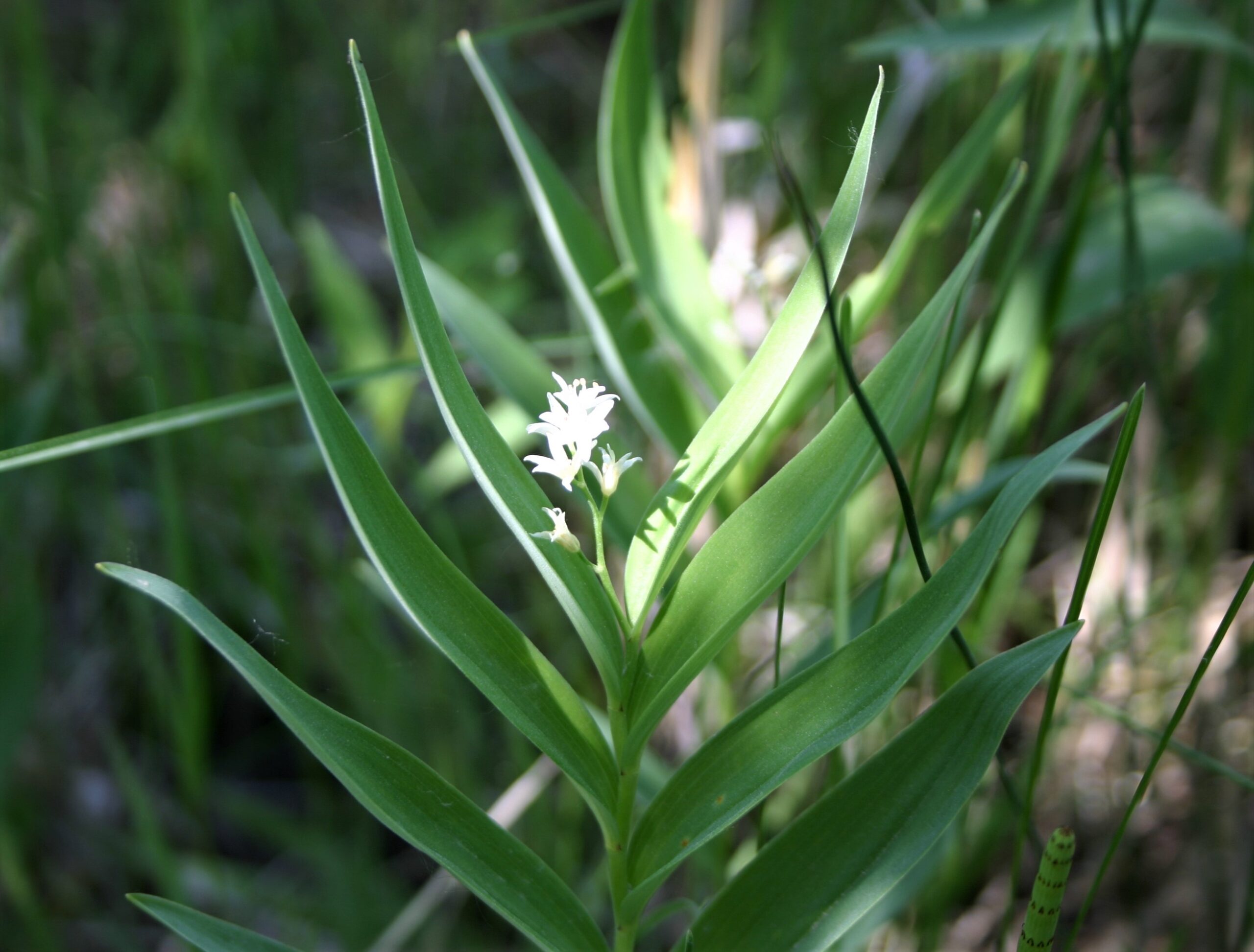 Close up on a plant with pairs of upwards growing thin, slightly curling leave. At the top is a cluster of very small white flowers