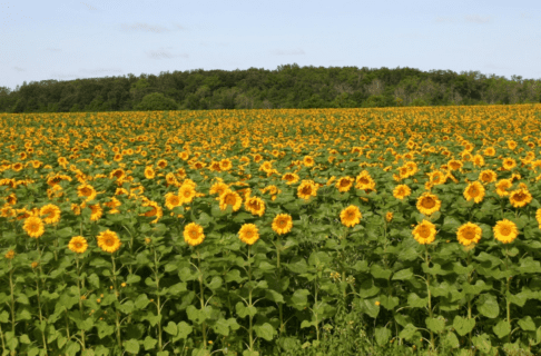 Looking out over a sunflower field on a sunny day.