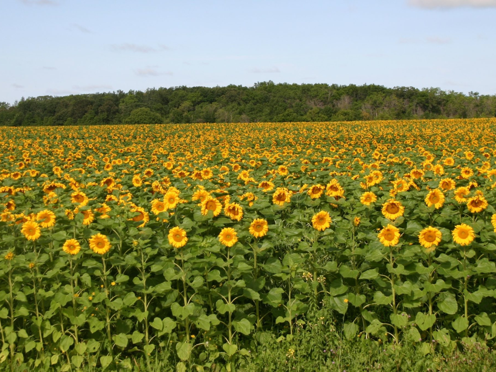 A field of yellow sunflowers against a blue sky.