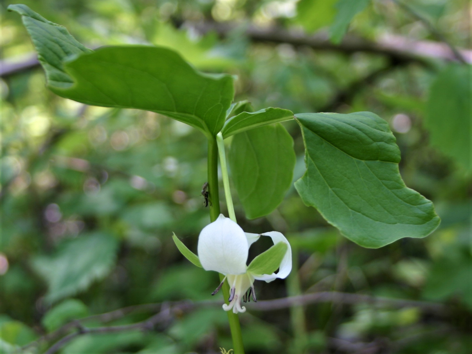 Close up on a white bell-shaped flower hanging from three-parted leaves.