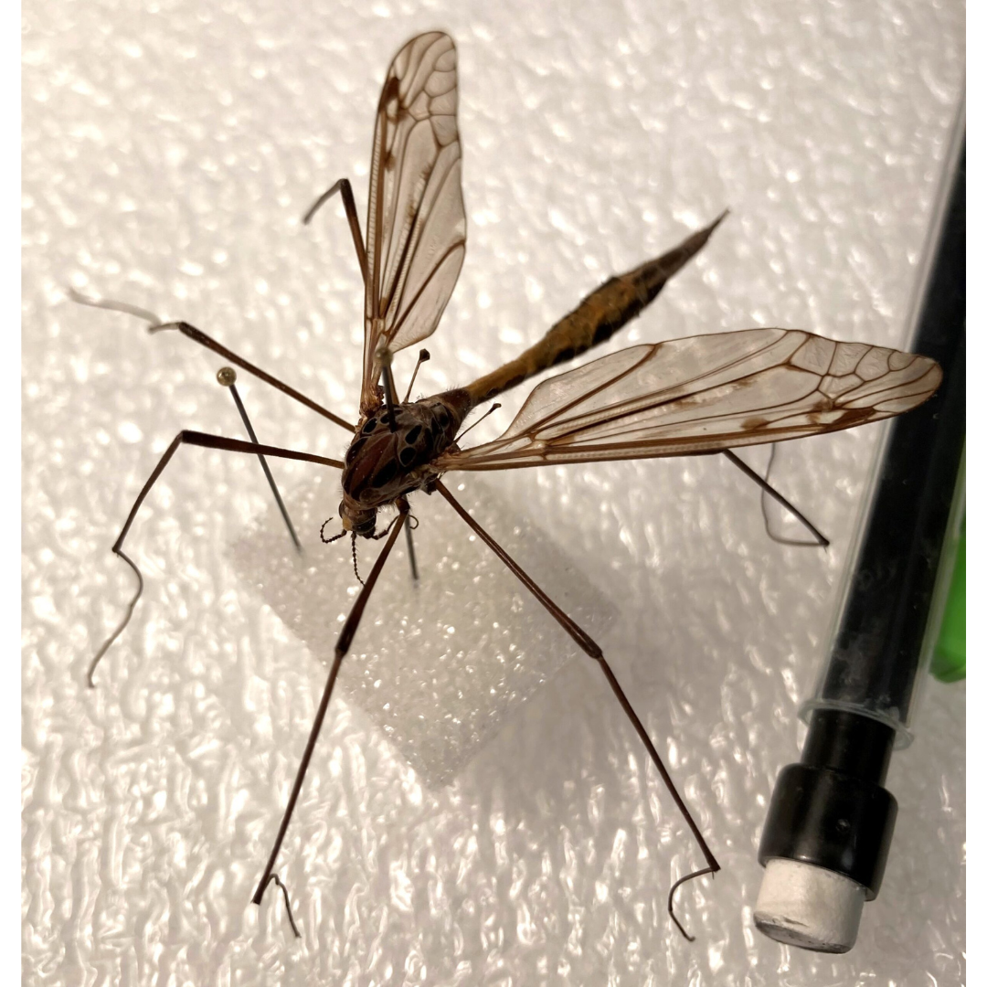 A crane fly with wings and very long, narrow legs beside the top of a mechanical pencil for scale.