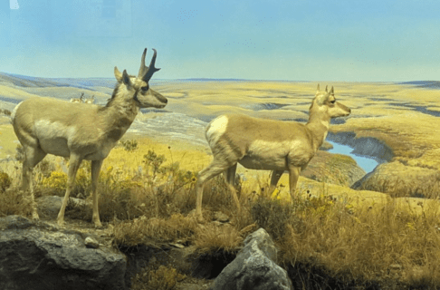 A museum diorama containing two pronghorns on a prairie landscape.
