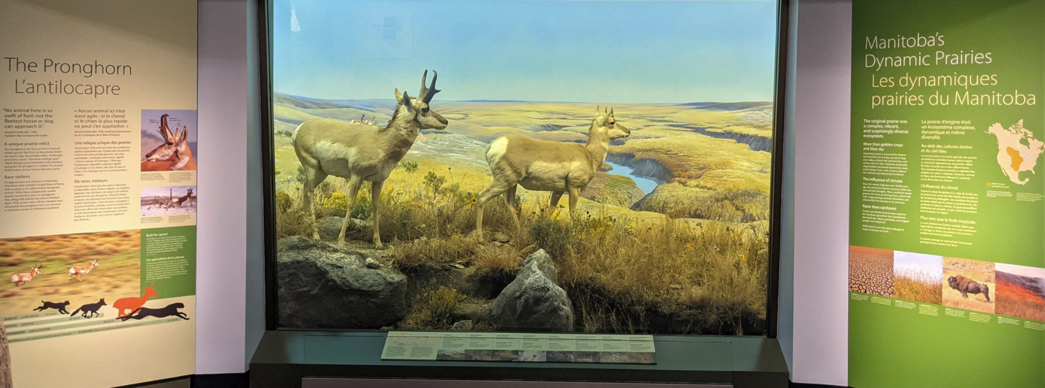 A museum diorama containing two pronghorns on a prairie landscape. Text panels either side of the diorama are titled 