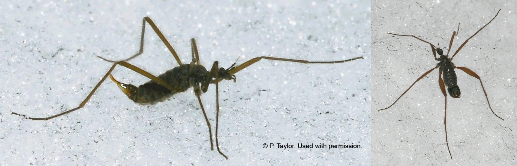 Two photos: One the left, a snow fly from the side, stepping forward. On the right, a male snow fly, a wingless crane fly with long legs, walking on snow.