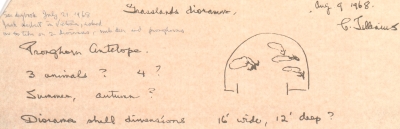 A rough handwritten plan for the Pronghorn antelope diorama. On the left are some notes about how many animals to include, what season to set the diorama in, and what size it should be. On the right a small sketch of the diorama from above with four animals. The note is dated August 9, 1968.