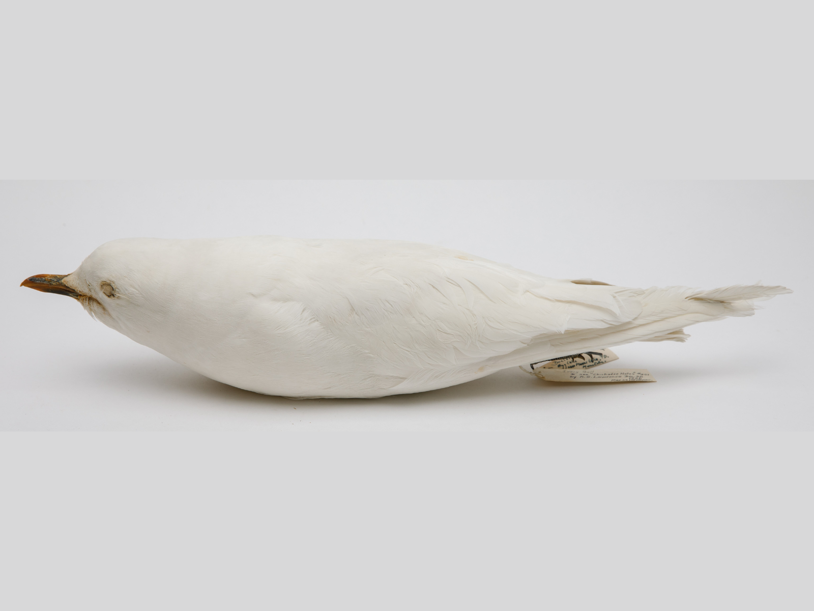 A white bird specimen with a dark beak and wings closed, lying belly-down on a light-coloured surface.