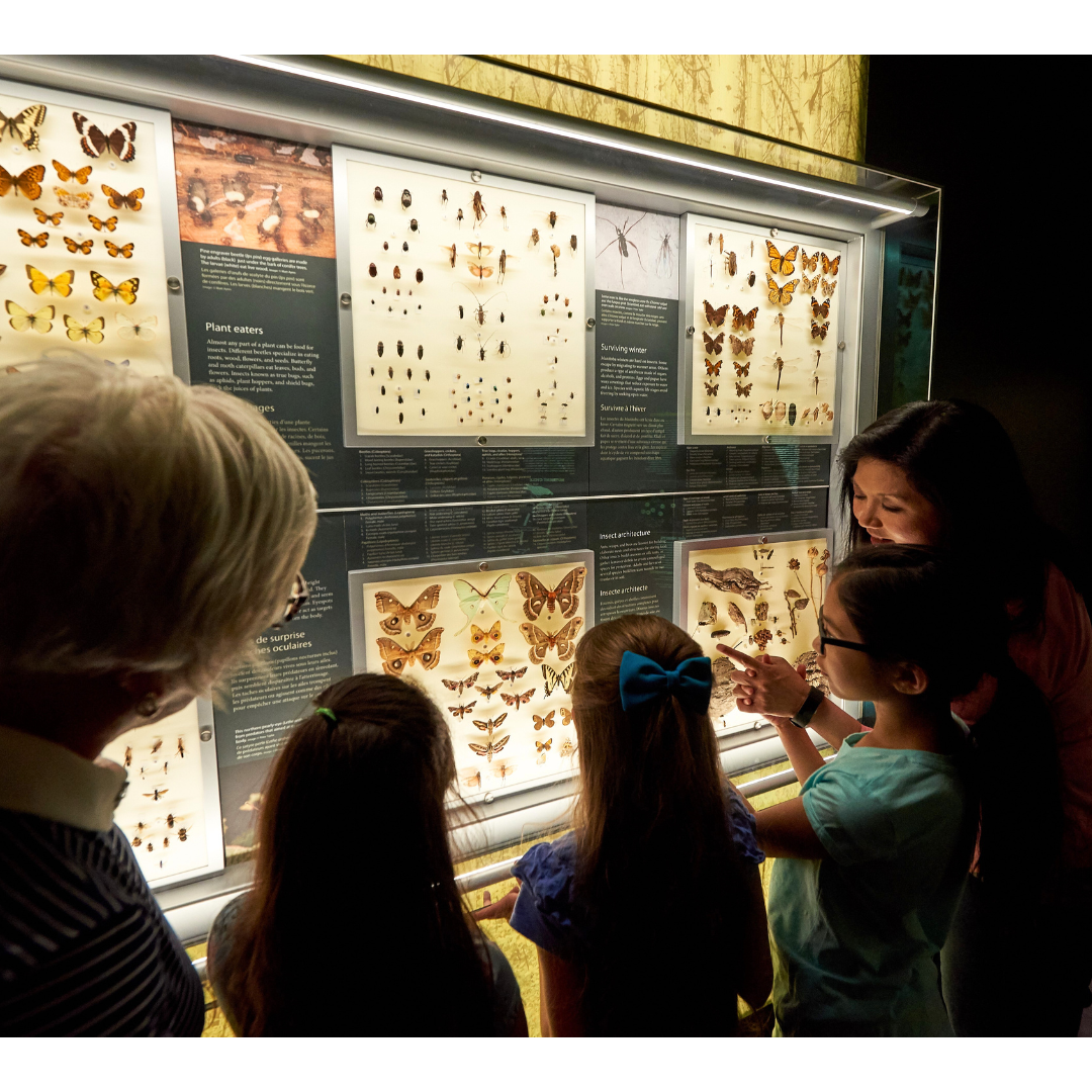 Three children and two adults looking into an illuminated display case of insects and butterflies.