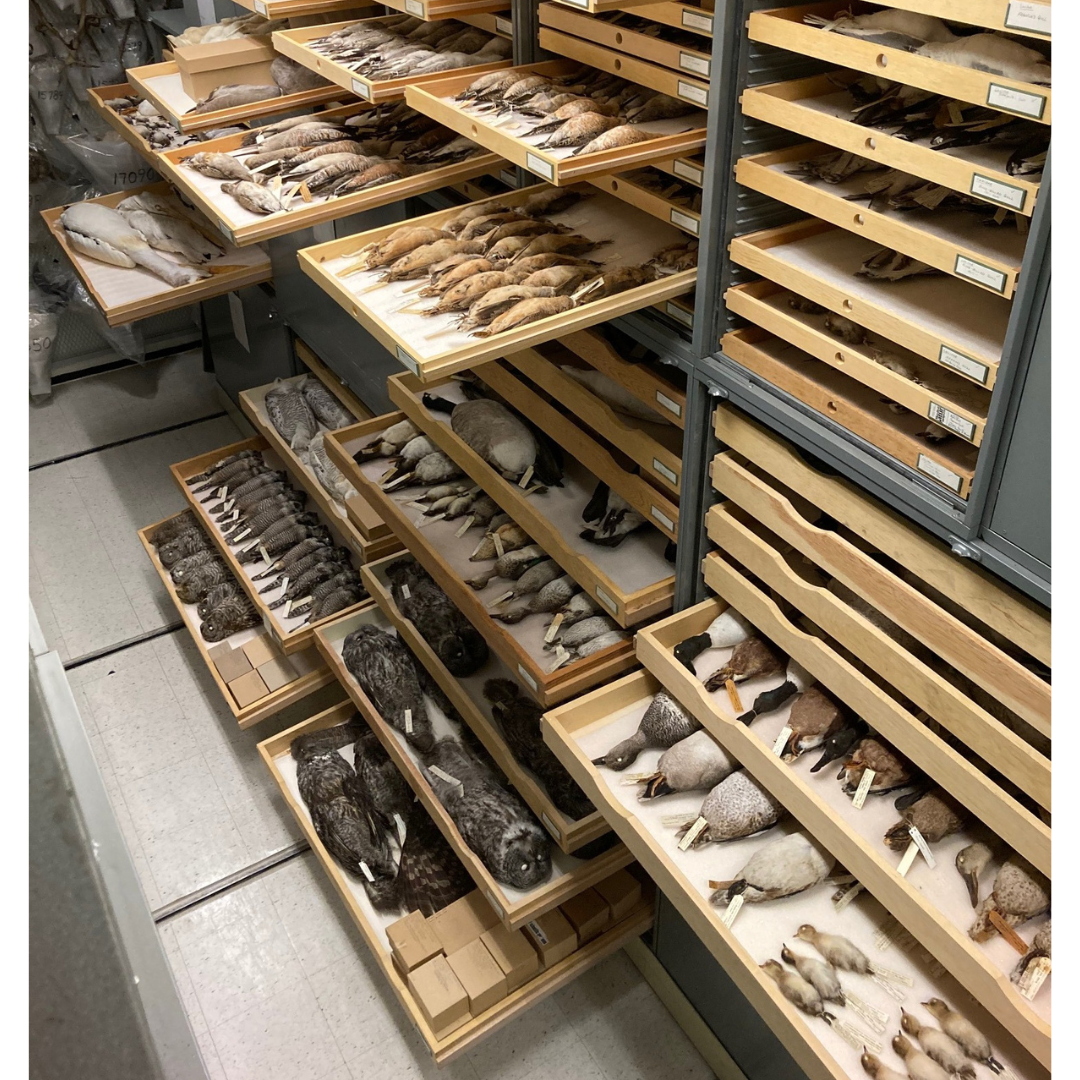 A number of open specimen storage cases with drawers pulled out to show many different kinds of bird specimens.