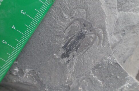 Fossil of Marrella splendens, showing long, curving spines, antennae, and many pairs of feathery limbs.