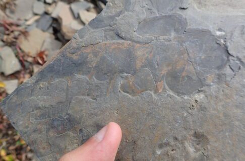 Part of a large claw of Anomalocaris, thicker than a finger. We can see multiple segments bearing trident-shaped spines.