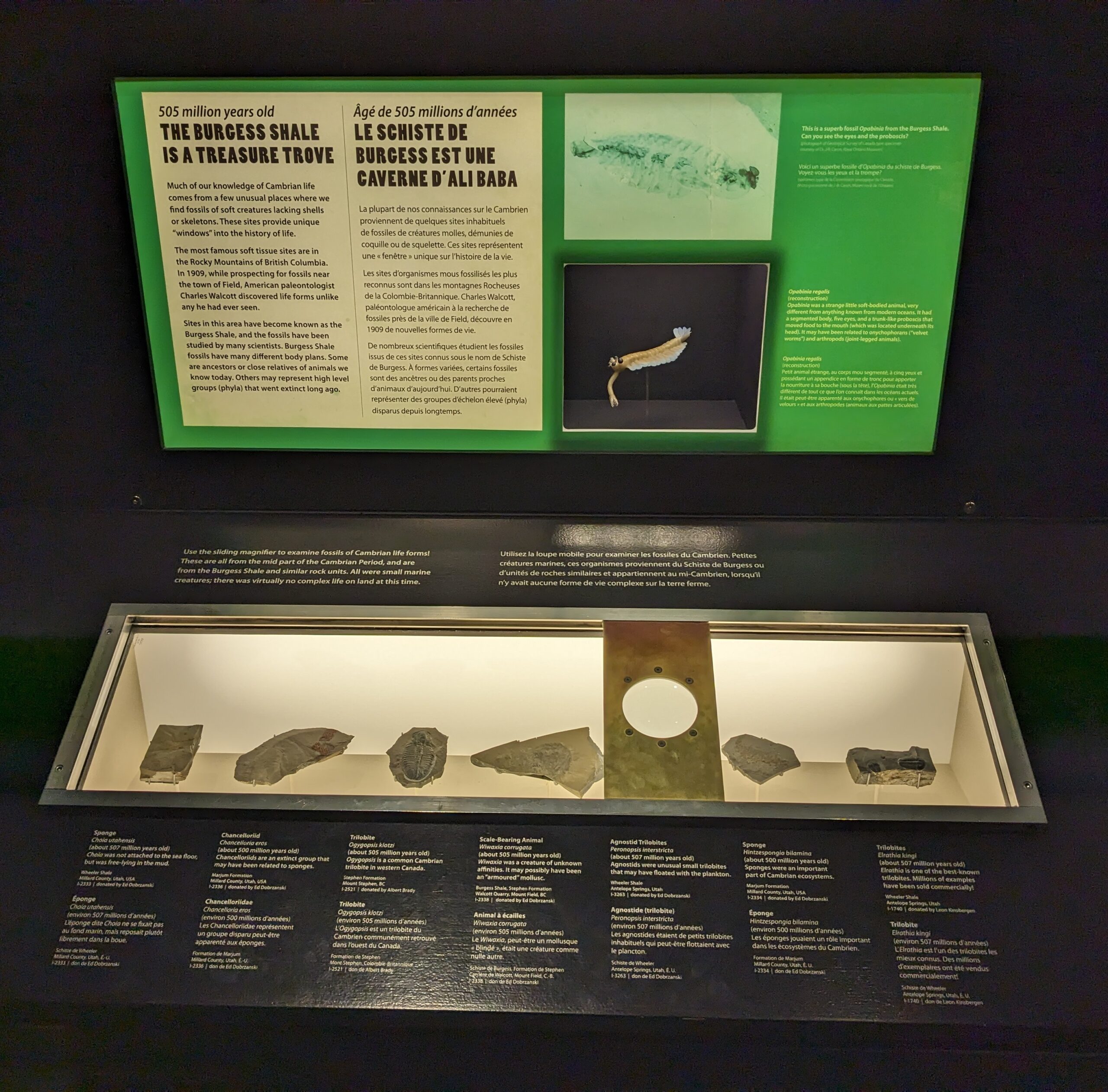 A display case showcasing fossils from the Burgess Shale. Several specimens are mounted in a line, with a sliding magnifier for viewing.