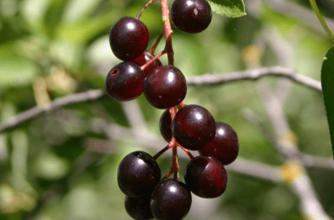 Close-up on a bunch of deep red berries hanging from a branch.