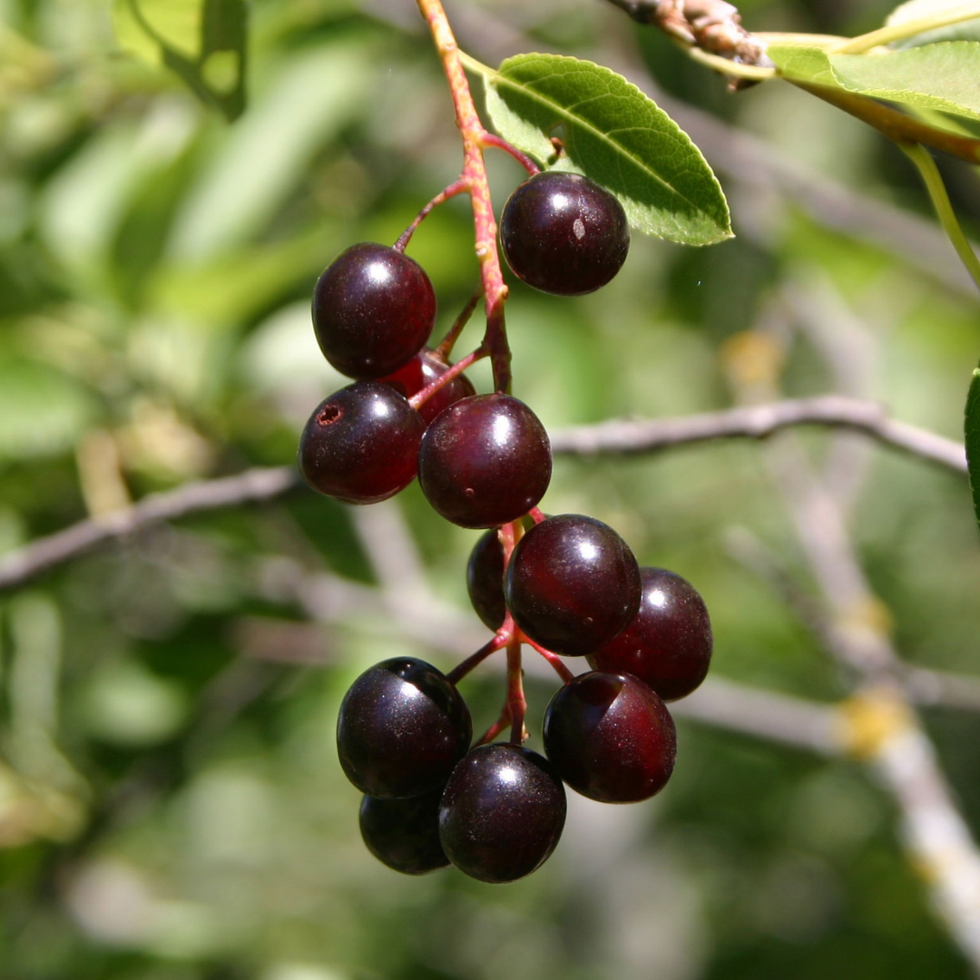 Close-up on a bunch of small purple-red berries handing from a  branch.