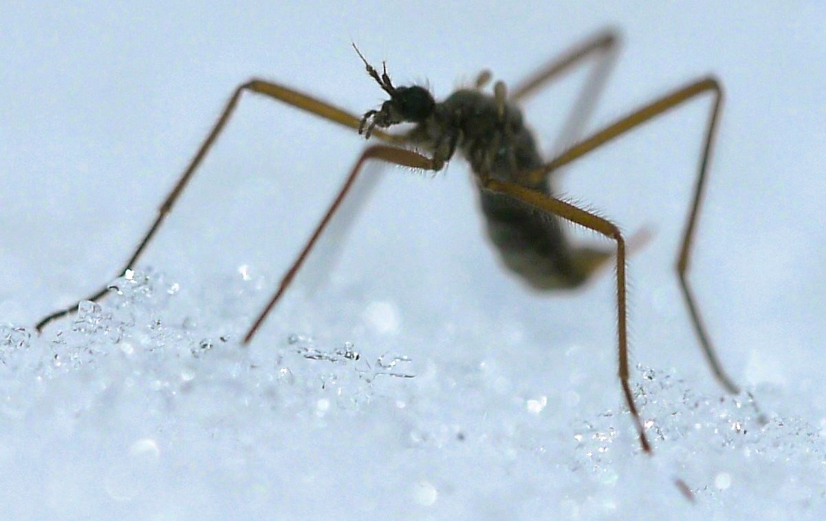 A female snow fly, a wingless crane fly, walking on snow.