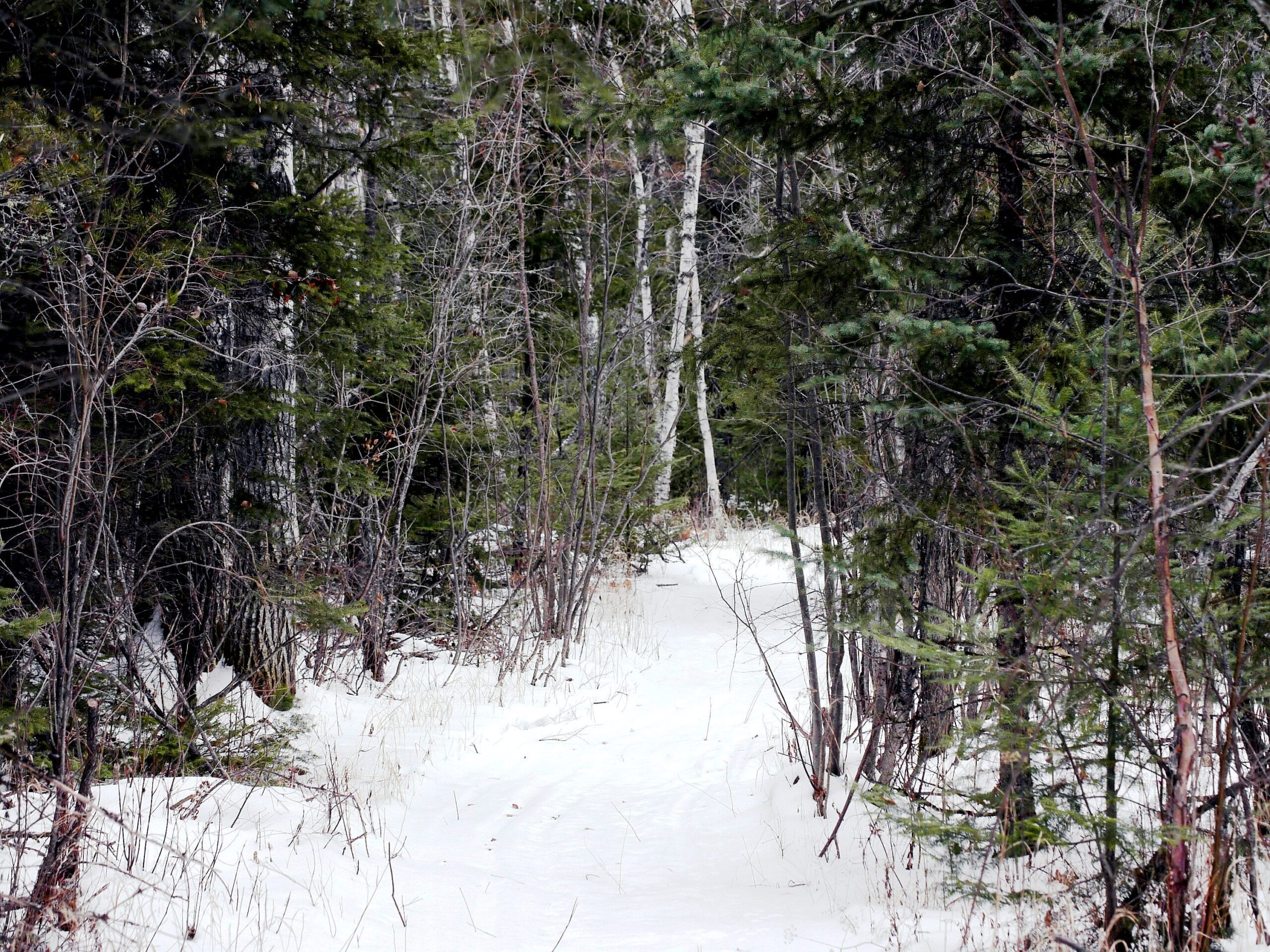 A snow-covered trail through a boreal forest.