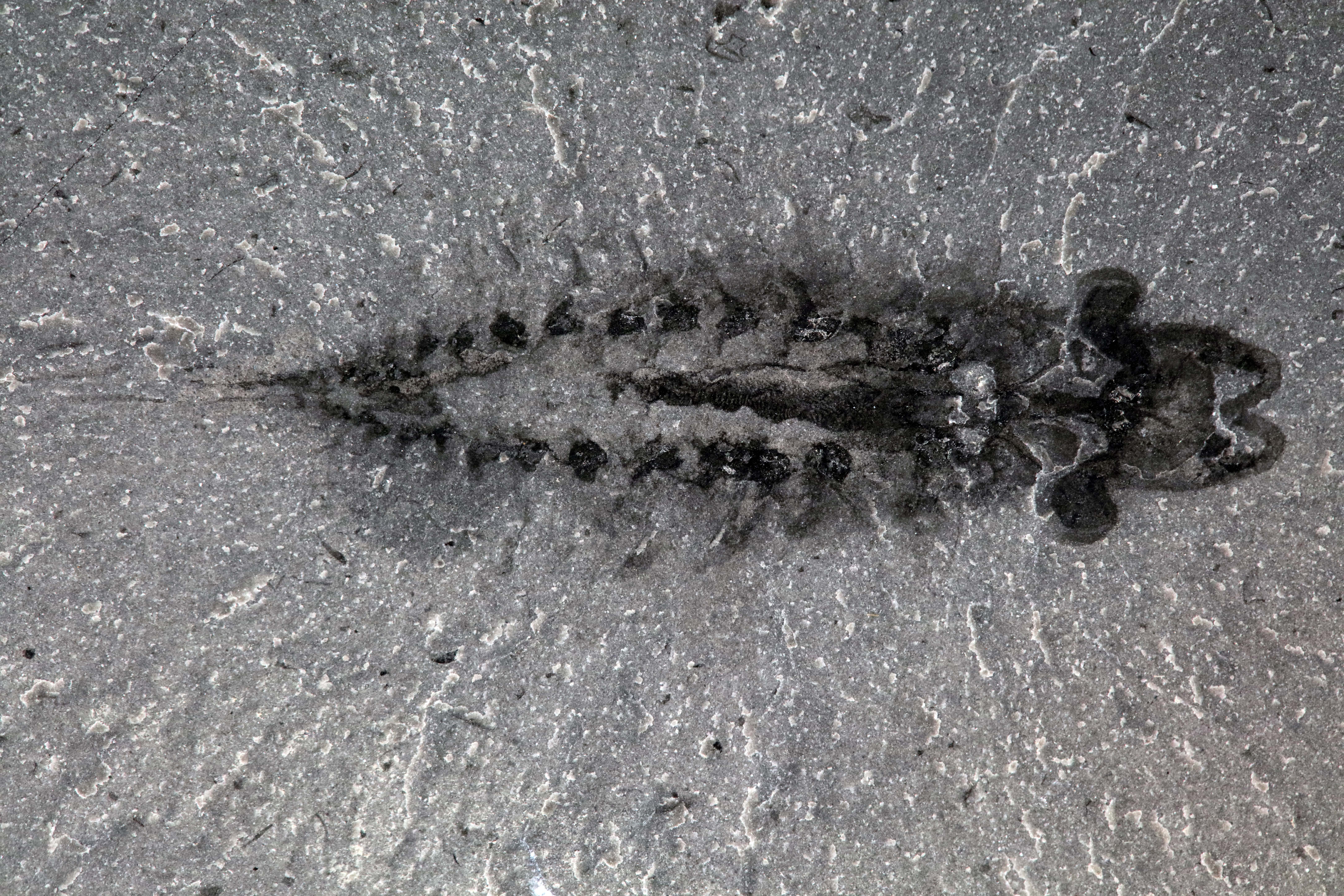 A fossil of Stanleycaris, showing the head on the right and multisegmented body extending to the left. The eyes are large and situated on stalks. A pair of claws extend forward from the head and a circular mouth is visible. Inside the body we can see remains of the gut and nervous tissues