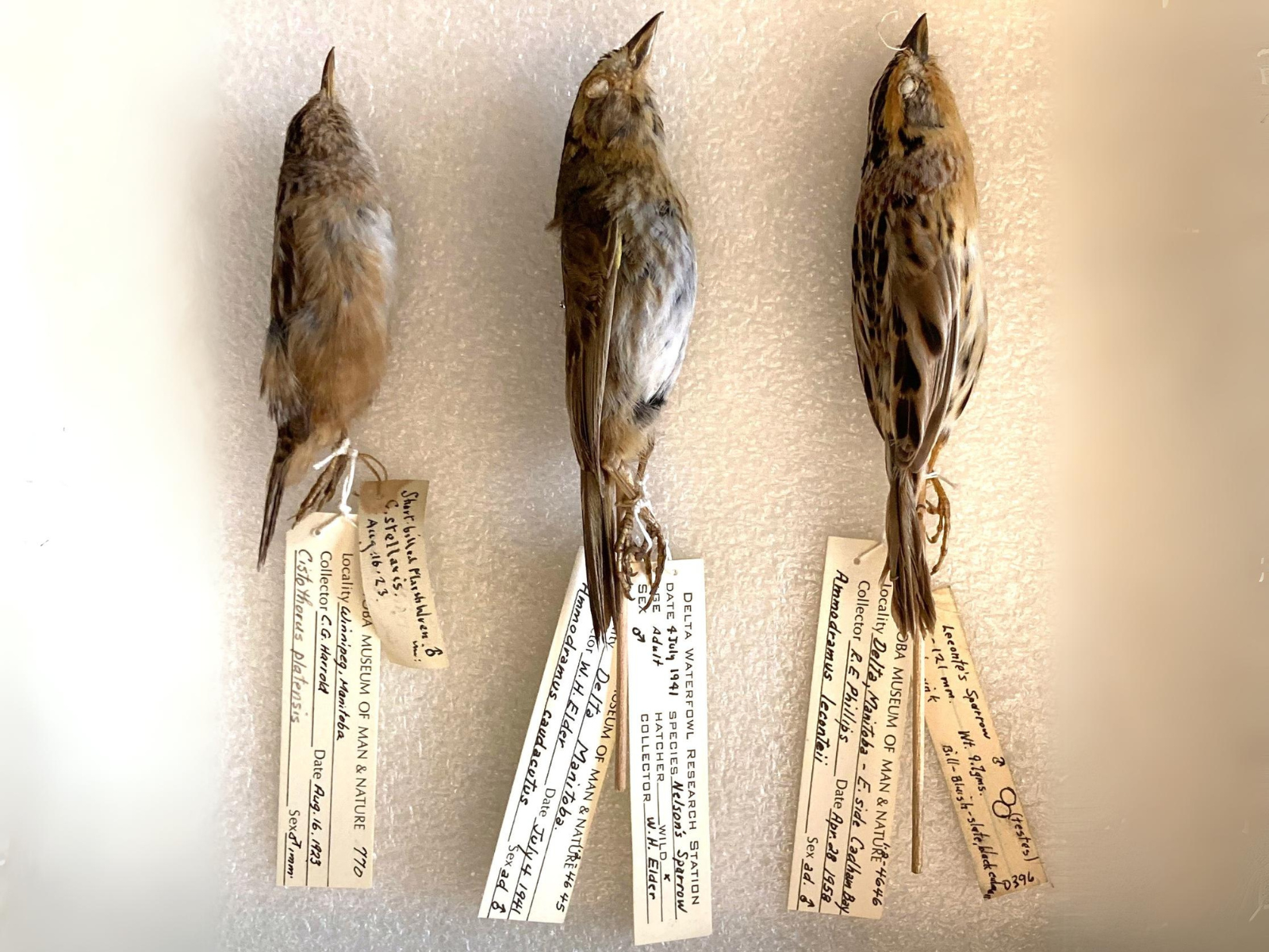 Three tawny bird specimens laying on their sides on a light-coloured surface. Each have labels attached to their feet.