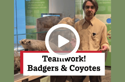 A screenshot of a video, an individual standing in front of a Museum display case containing a badger specimen. There's a play button over the screenshot and overlaid text reads, "Teamwork! Badgers & Coyotes".