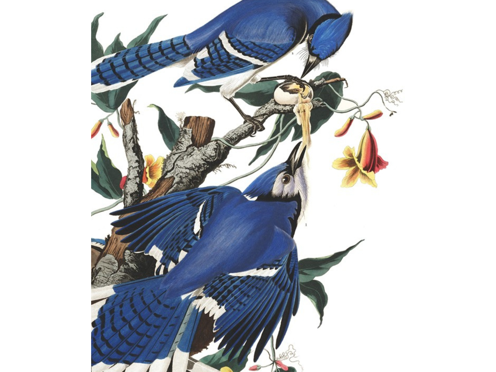 An artist's drawing of two blue jays on a tree branch. The lower of the two birds is posed with wings partially extended and head tilted up with open beak.