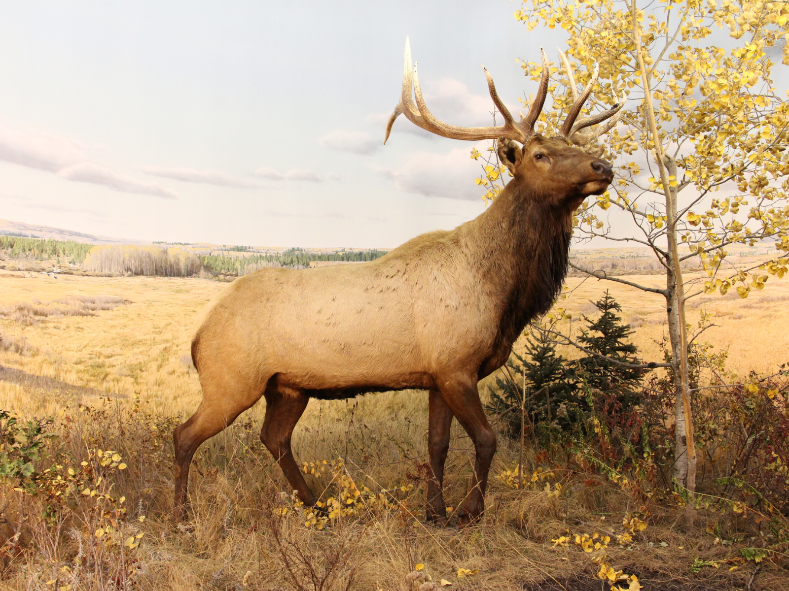 A bull elk is situated in a parkland habitat full of grasses, herbs, shrubs and trembling aspen trees in the fall at the Birdtail Valley in Riding Mountain National Park.