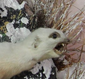 A close-up on an ermine specimen with teeth bared.