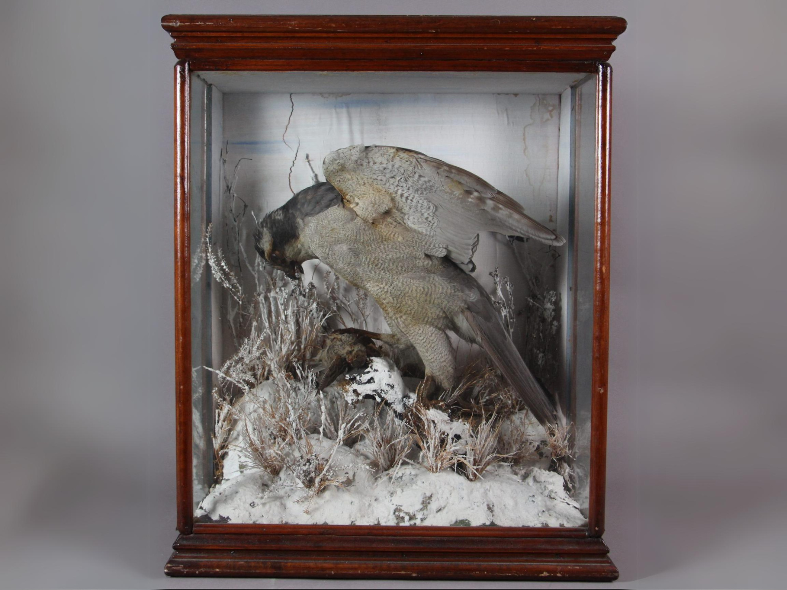 A wood and glass parlour case containing a Goshawk specimen standing over its prey, a Vesper sparrow, in a snowy landscape.