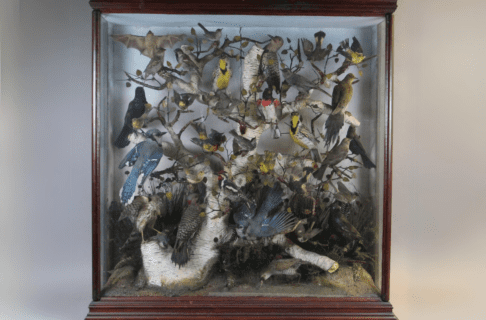 A wood and glass parlour case containing several dozen preserved animal specimens posed around a tree branch and ground reconstruction.