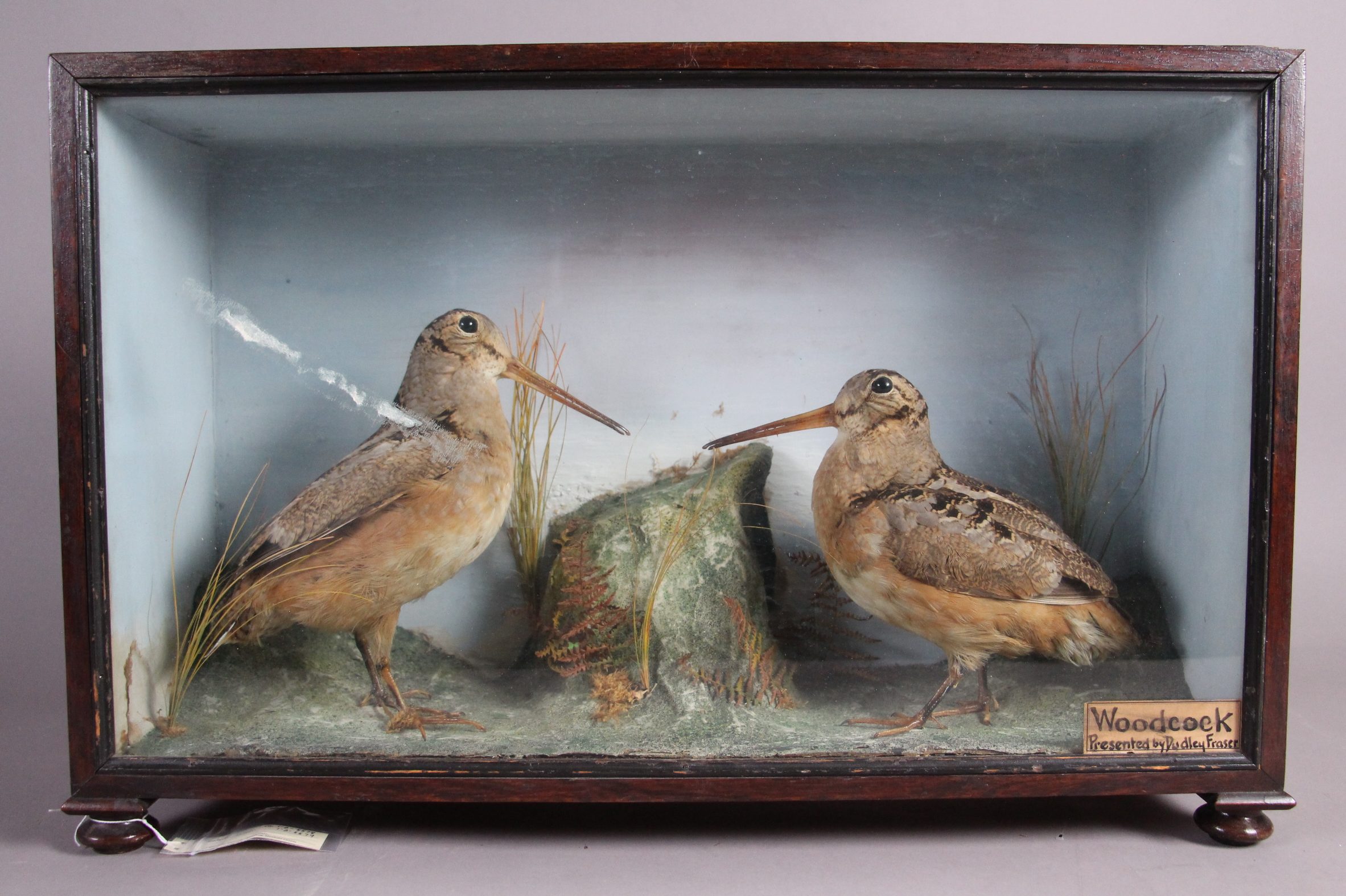 A wood and glass display case containing a pair of Woodcocks, tawny birds with long thin beaks.