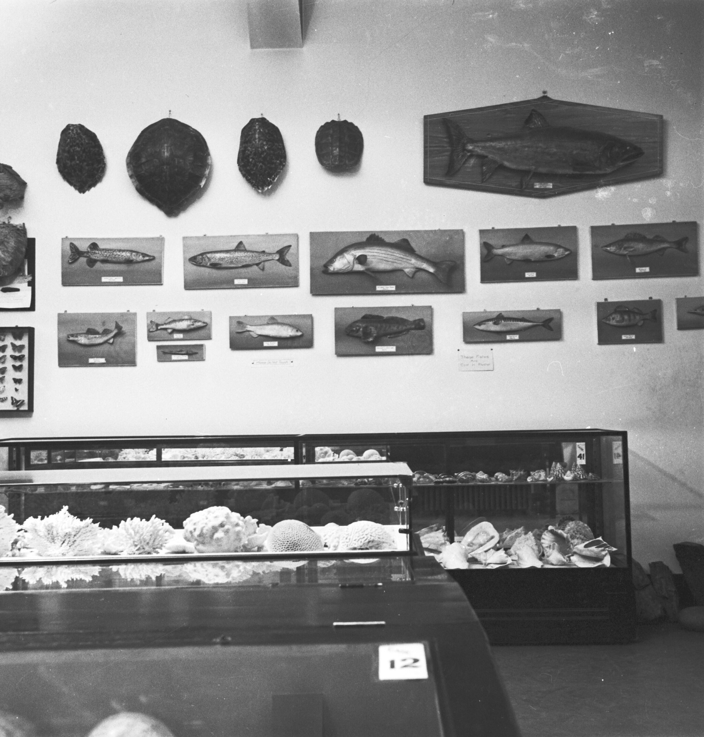 Black and white image of multiple fish specimens mounted on boards hanging on a wall above a museum display case housing various natural history specimens. 