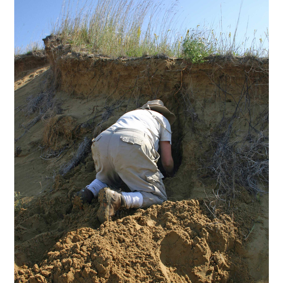 An individual in light tan pants and a white t-shirt from behind kneeling on the ground, digging into the side of a sand dune.