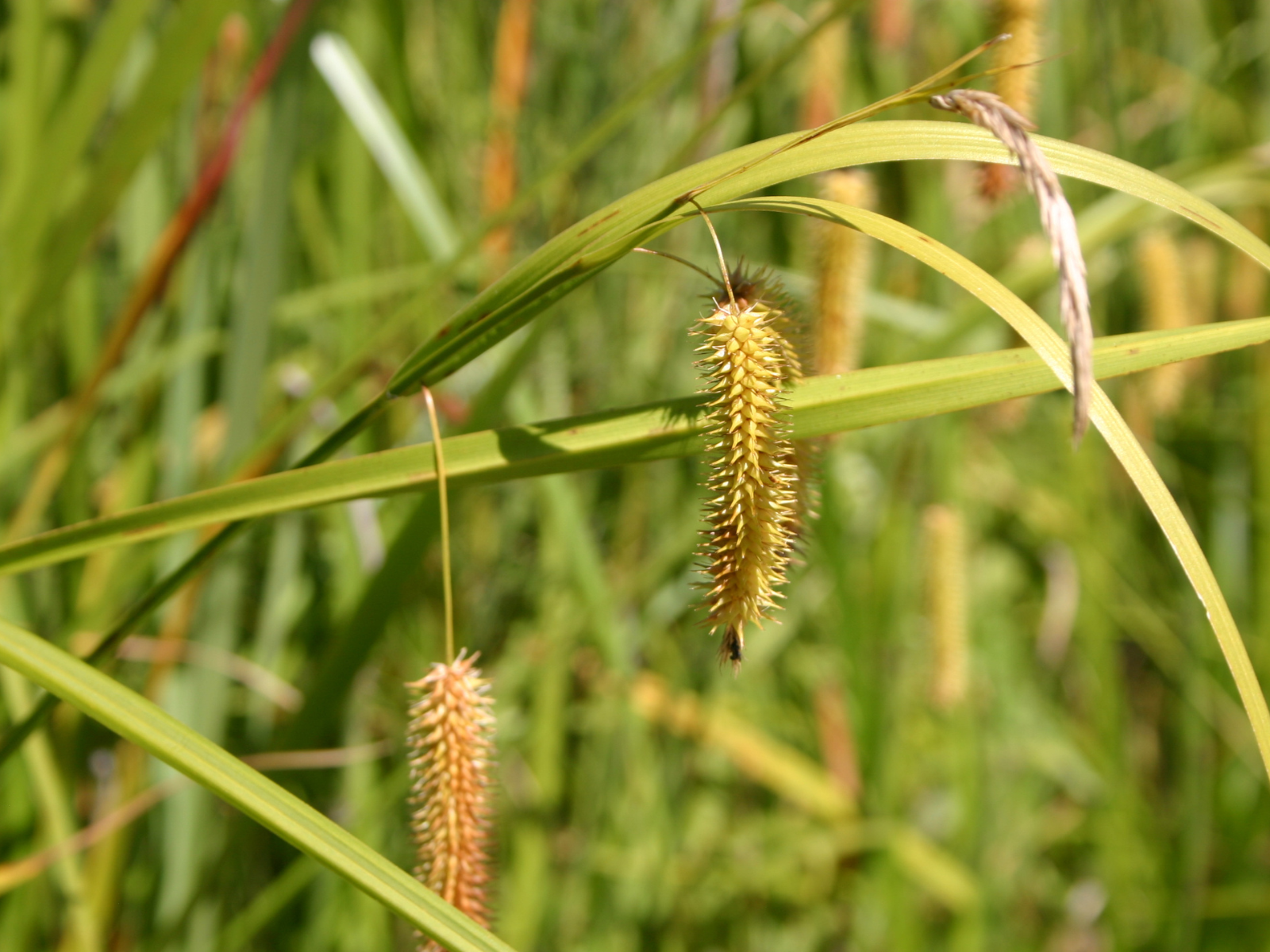 Close up on a spikey pod growing from a stalk of grass (Carex).