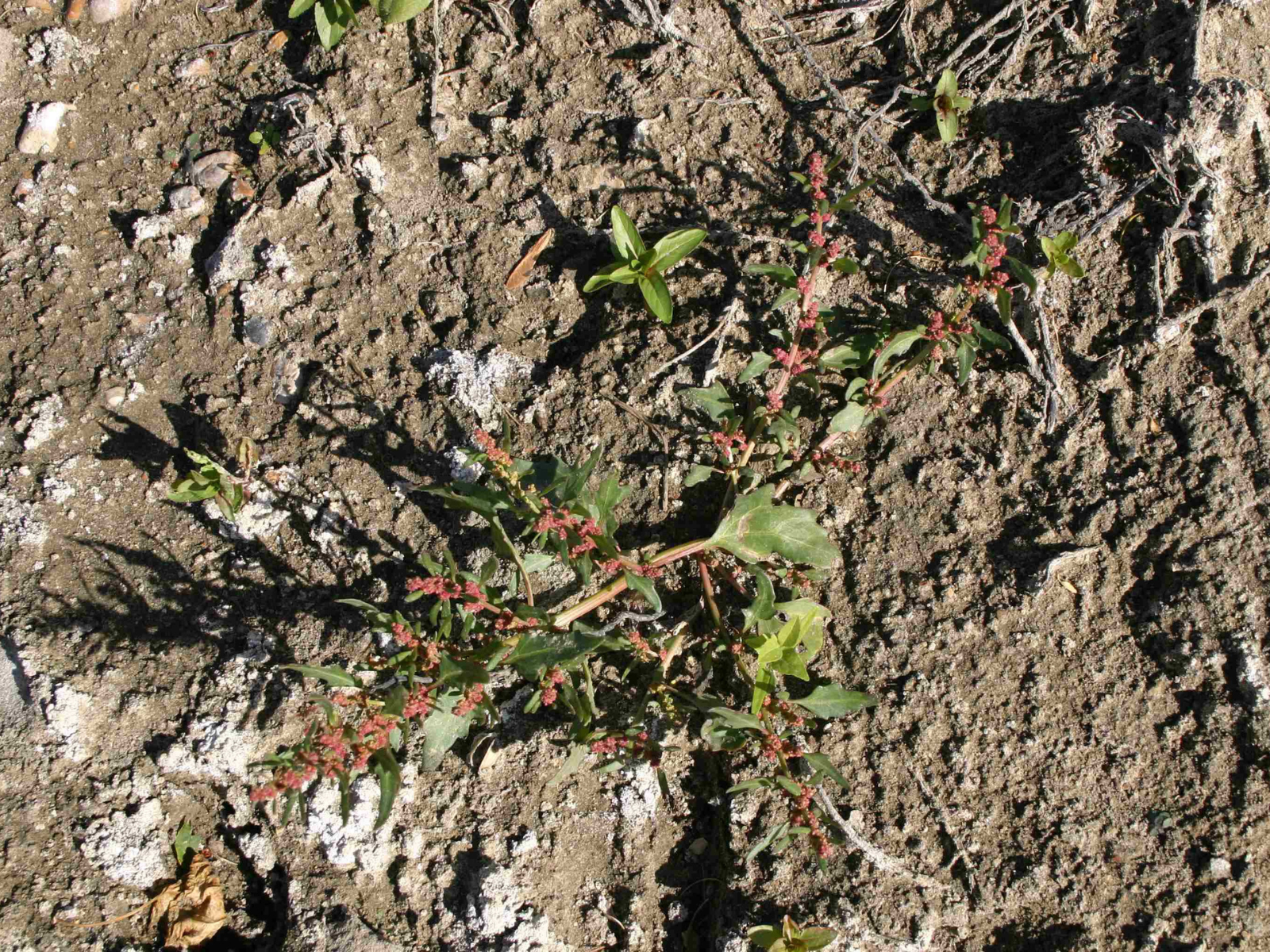 A small plant with waxy green leaves and reddish flower clusters growing from dark sandy soil.