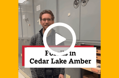 A screenshot of a video, an individual standing in museum collection storage next to an open metal cupboard. There's a play button over the screenshot and overlaid text reads, "Fossils in Cedar Lake Amber".