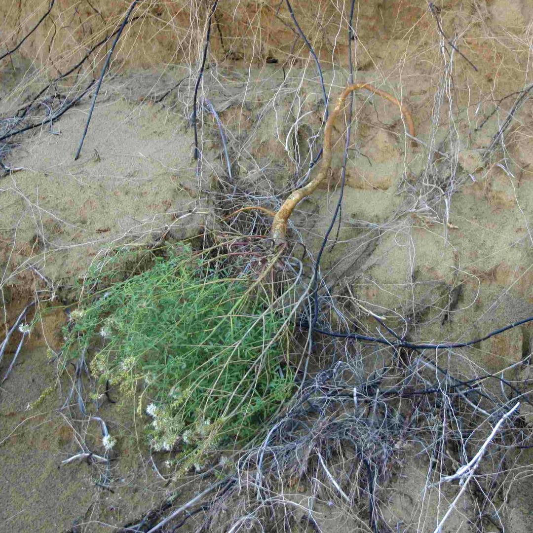 A small bushy plant with a long browning root coming out of the side of a sand dune.
