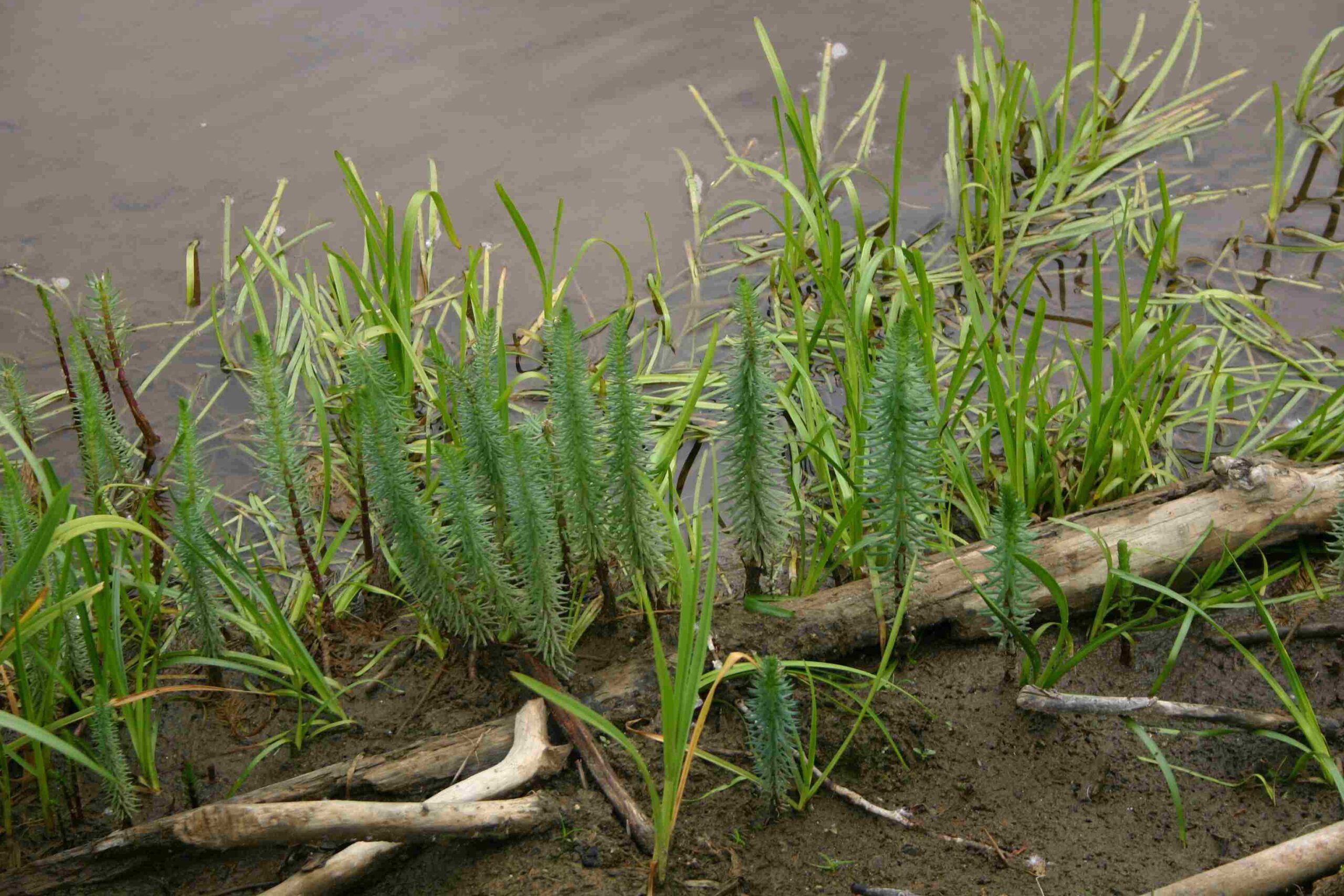 Short, feathery plants growing in the mud along a bank of water.
