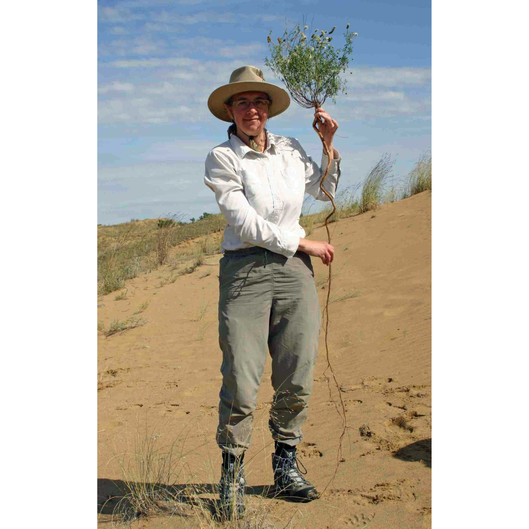 Dr. Diana Bizecki Robson standing on a stand dune. She's wearing moss green coloured pants tucked into hiking boots, a long-sleeved white white, and a wide-brimmed hat, holding up a small plant with a root nearly as long as she is tall.