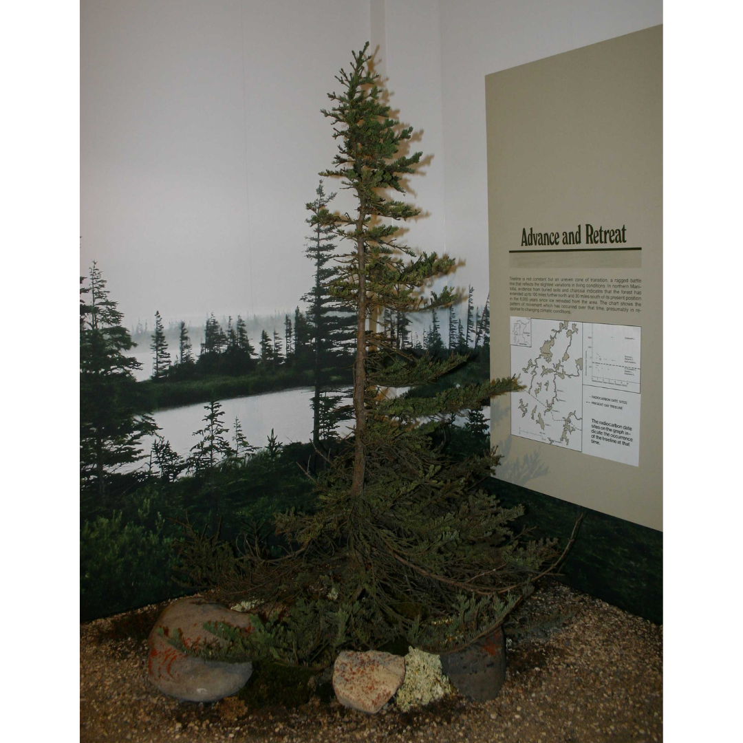 A Museum display case containing a small spruce tree with most of the branches growing on one side. The tree is behind plexiglass in a corner display case in front of a mural of the Arctic/Subarctic region from which is was sources, showing other spruces trees growing in a similar manner.