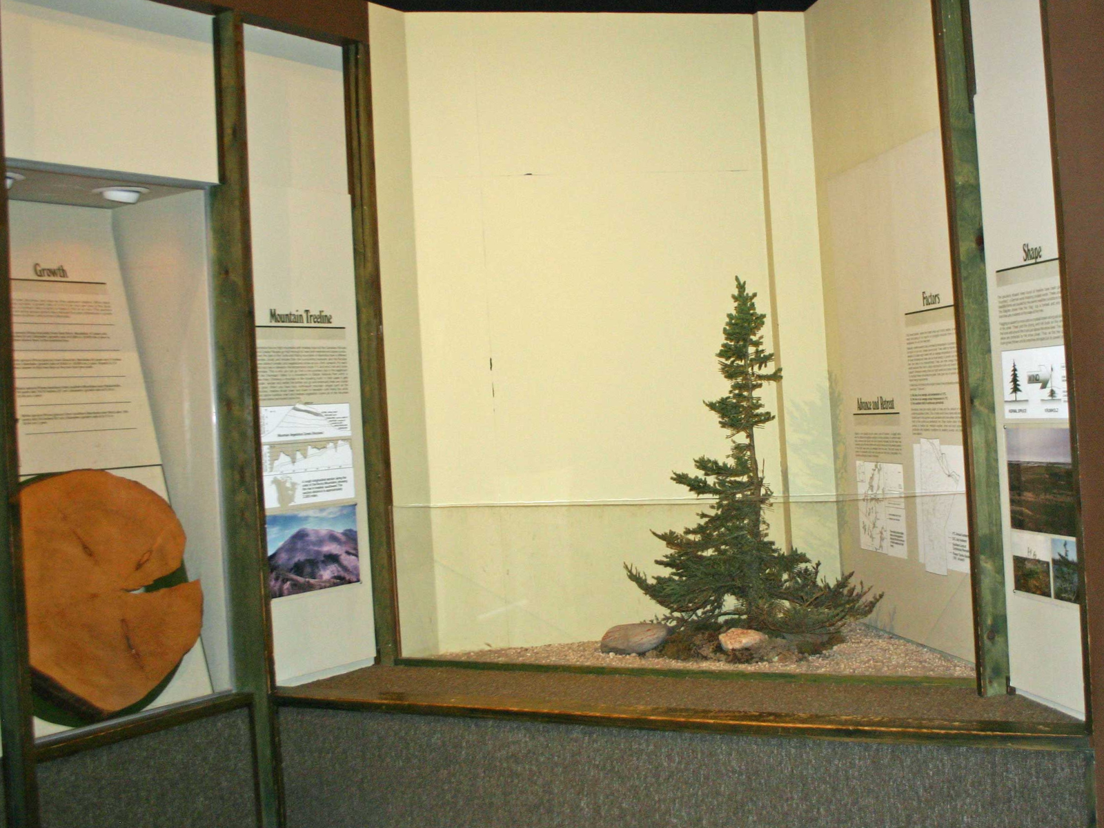 A Museum display case containing a small spruce tree with most of the branches growing on one side. The tree is behind plexiglass in a corner display case in front of a blank yellow-beige wall.