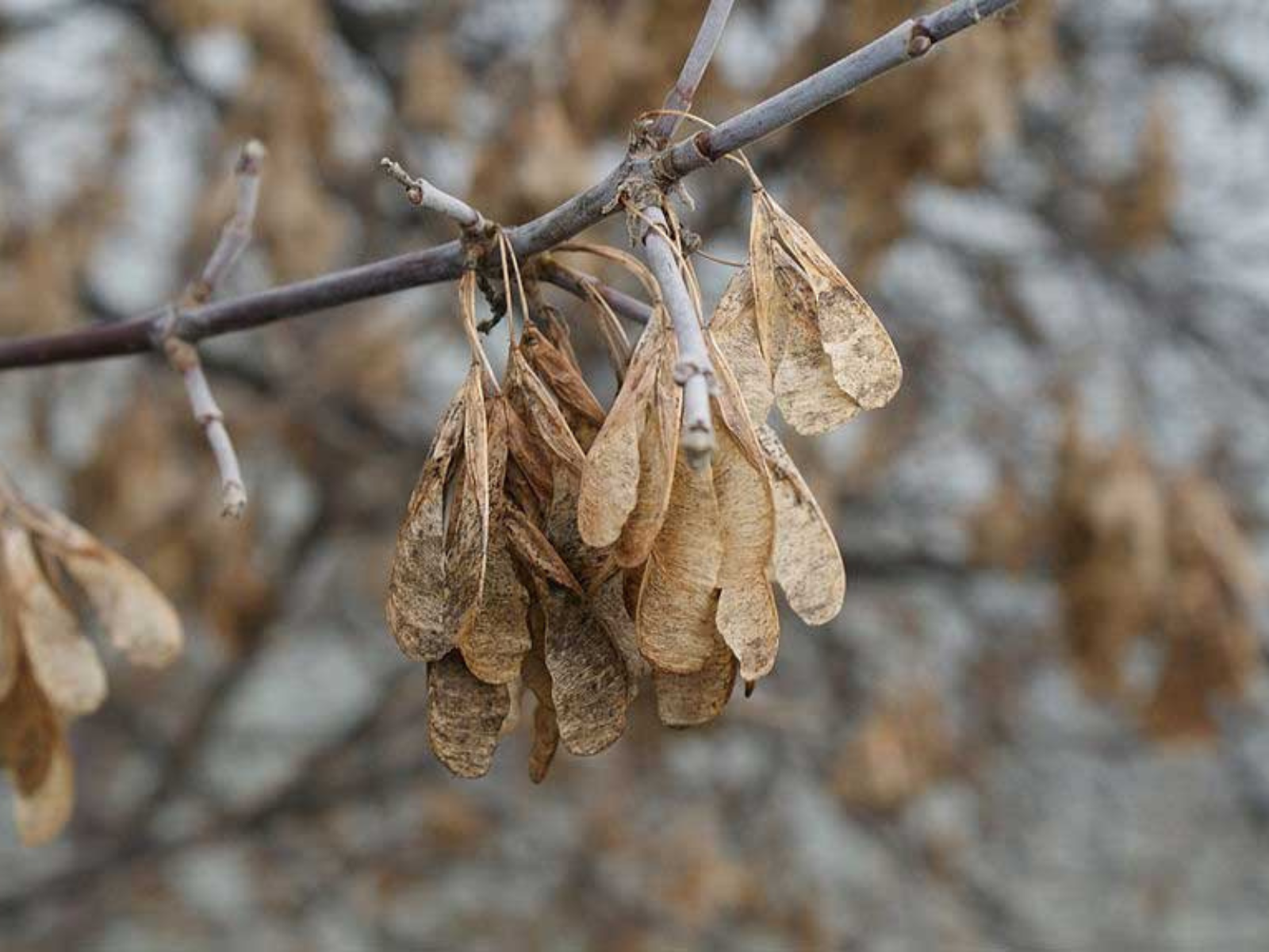 Close-up on a cluster of brown Manitoba maple tree seeds on a tree branch.