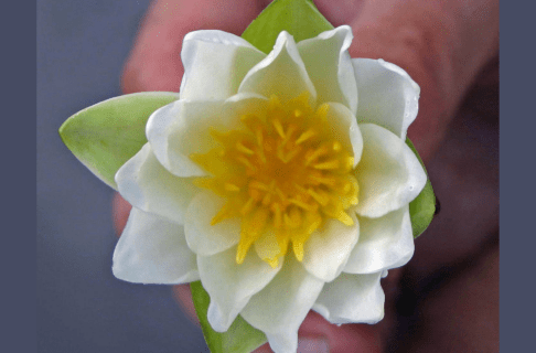 A close-up of a white water lily with a yellow centre, being held up to the camera lens.