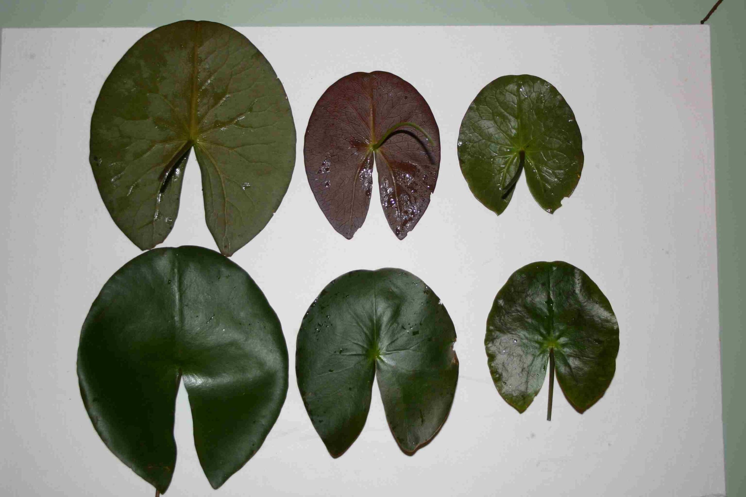 Two rows of three water lily leaves of varying sizes and colours.