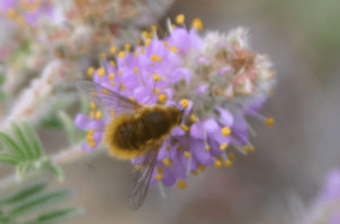 A fuzzy light-brown bee fly on a fluffy purple flower.